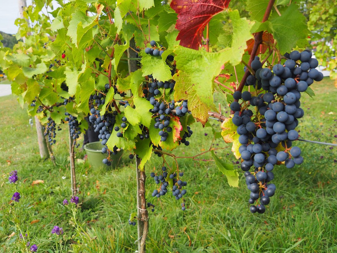 Weintrauben