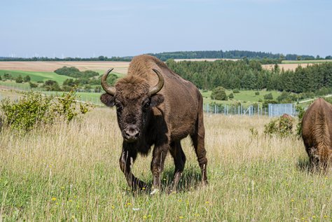 Wisent auf Wisentweide Härtsfeld
