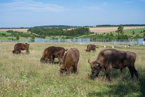 Wisent auf Wisentweide Härtsfeld