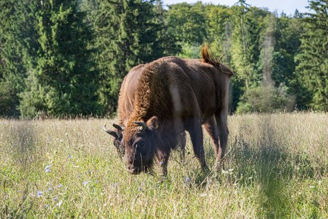 Wisent auf Wisentweide Härtsfeld