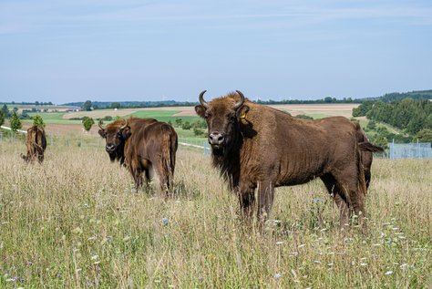 Wisent auf Wisentweide Härtsfeld