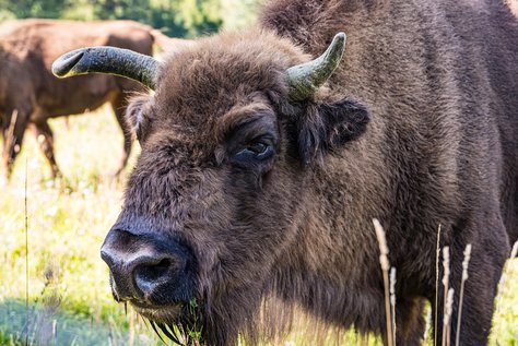 Wisent auf Wisentweide Härtsfeld